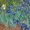 Van Gogh's painting "Irises"