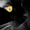 the face of a black cat with yellow eyes