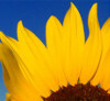 Part of a sunflower in bloom against a deep blue sky.