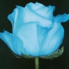 Blue rose