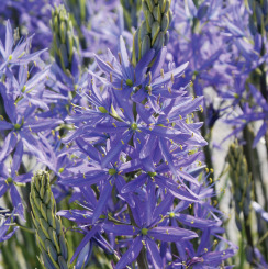 Camassia Leichtlinii