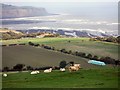 NZ9502 : Cattle near Stoupe Brow by Lis Burke