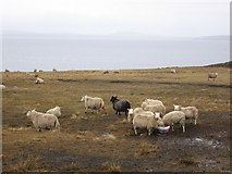  : Sheep in the field on North West Burray by s allison