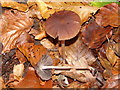 SU9485 : Bonnet cap fungi (Mycena) in Burnham Beeches by David Hawgood