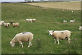  : Beltex Sheep near Whygill by Peter Standing