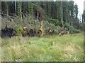  : Fallen trees, Kielder Forest by Oliver Dixon