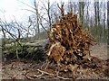 SU2266 : Beech tree off Grand Avenue, Savernake (3) by Brian Robert Marshall