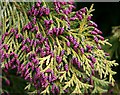 NJ5046 : Conifer flowers by Anne Burgess