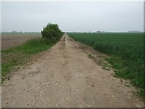  : Hedge, Track, Wheat by Donnylad