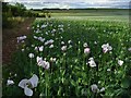 SU1741 : Poppies, Amesbury by Andrew Smith