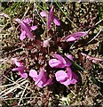 NJ5257 : Lousewort (Pedicularis sylvatica) by Anne Burgess