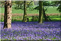 SK5239 : Bluebells in Thompsons Wood by Chris Edwards