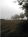 SO7218 : Crop Field in October Fog by Pauline E