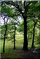  : View Out of Bagnall Woods by Debbie Turner