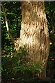  : The Rough Bark of the Black Poplar Tree by Debbie Turner