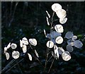 NJ3458 : Honesty (Lunaria annua) by Anne Burgess