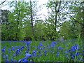 TQ4187 : Bluebells-Wanstead Park by Dave Marley