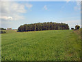 SS8785 : Field and conifer plantation to the west of Coytrahen by eswales