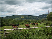  : Above Llangynidr: grazing land, with horses by Keith Salvesen