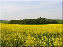  : Farmland and copse, Chattis Hill by Andrew Smith