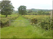  : Lush June vegetation on lane by toby everard