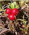 NJ4938 : Cowberry (Vaccinium vitis-idaea) by Anne Burgess