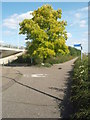 TL2099 : Acacia Tree On Cycle Route by Michael Trolove