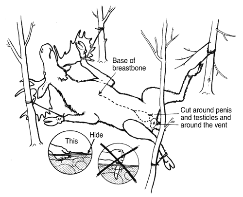 elk butcher diagram