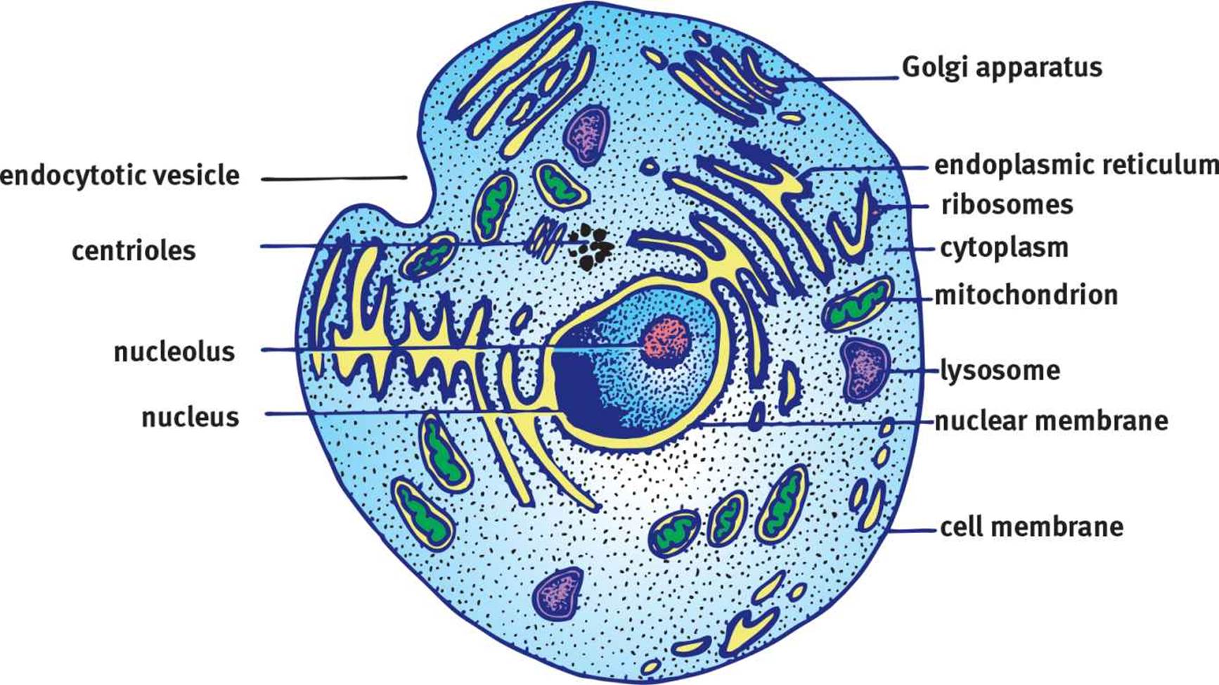 Eukaryotic Cell Labeled And Function