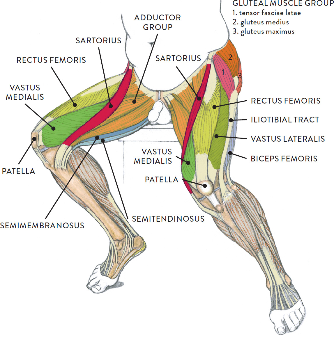 [DIAGRAM] Bent Leg Diagram - MYDIAGRAM.ONLINE