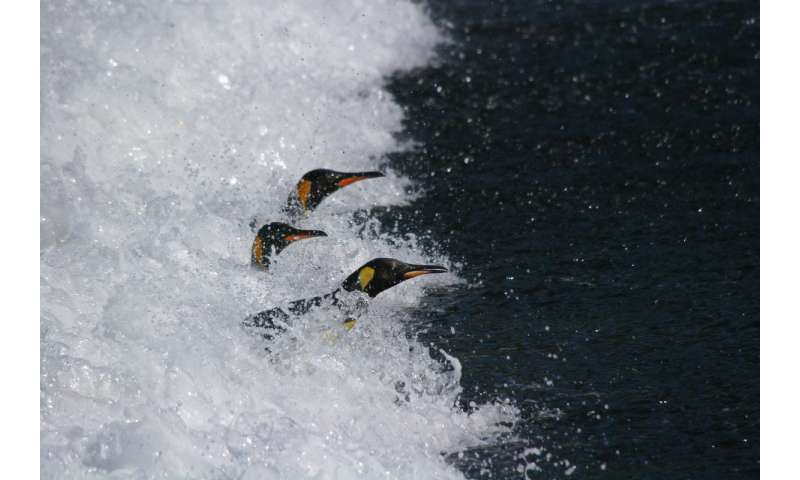 King penguins may be on the move very soon