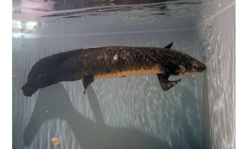 Meet Methuselah, the oldest living aquarium fish