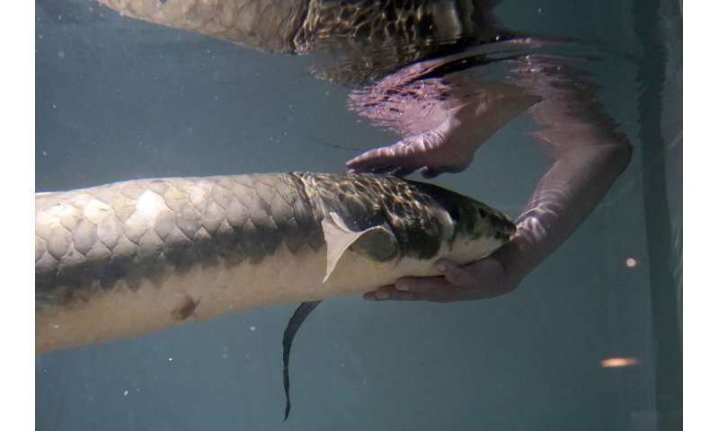 Meet Methuselah, the oldest living aquarium fish