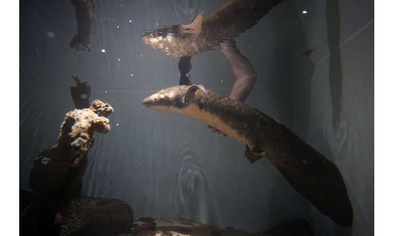 Meet Methuselah, the oldest living aquarium fish