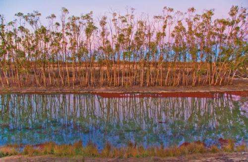 River red gum - more than just a tree