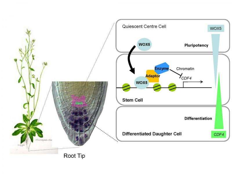 Stem cell switch on the move