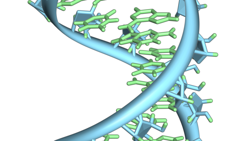 New study discovers short, toxic RNAs kill brain cells and may allow ...