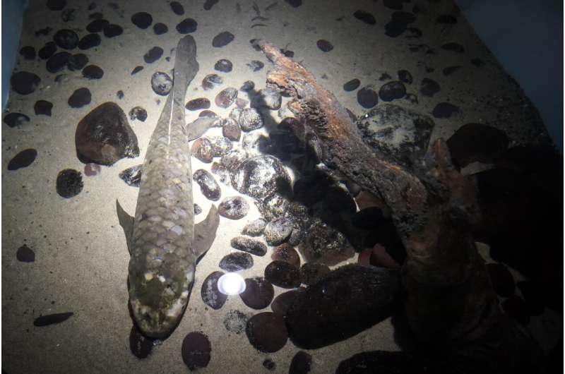 Meet Methuselah, the oldest living aquarium fish