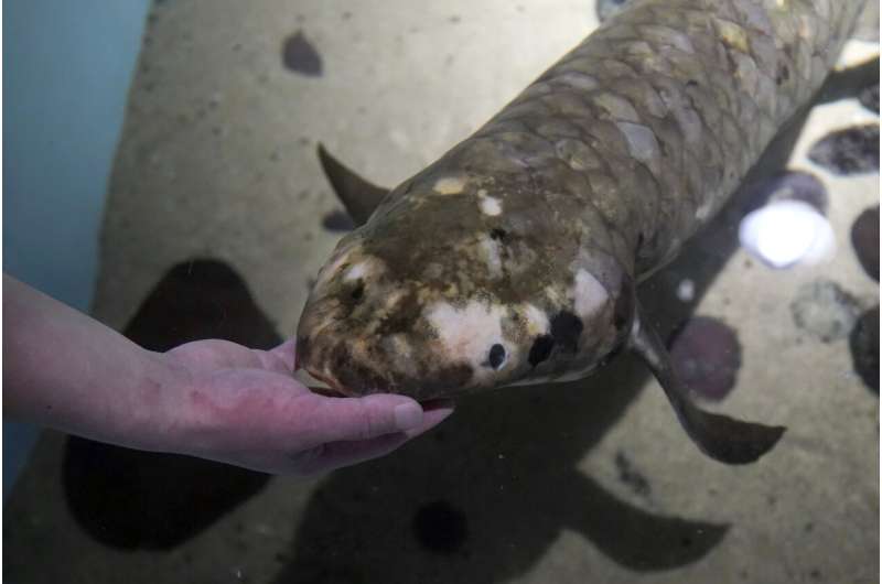 Meet Methuselah, the oldest living aquarium fish