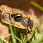 We can't eradicate deadly cane toads—but there's a way to stop them ...