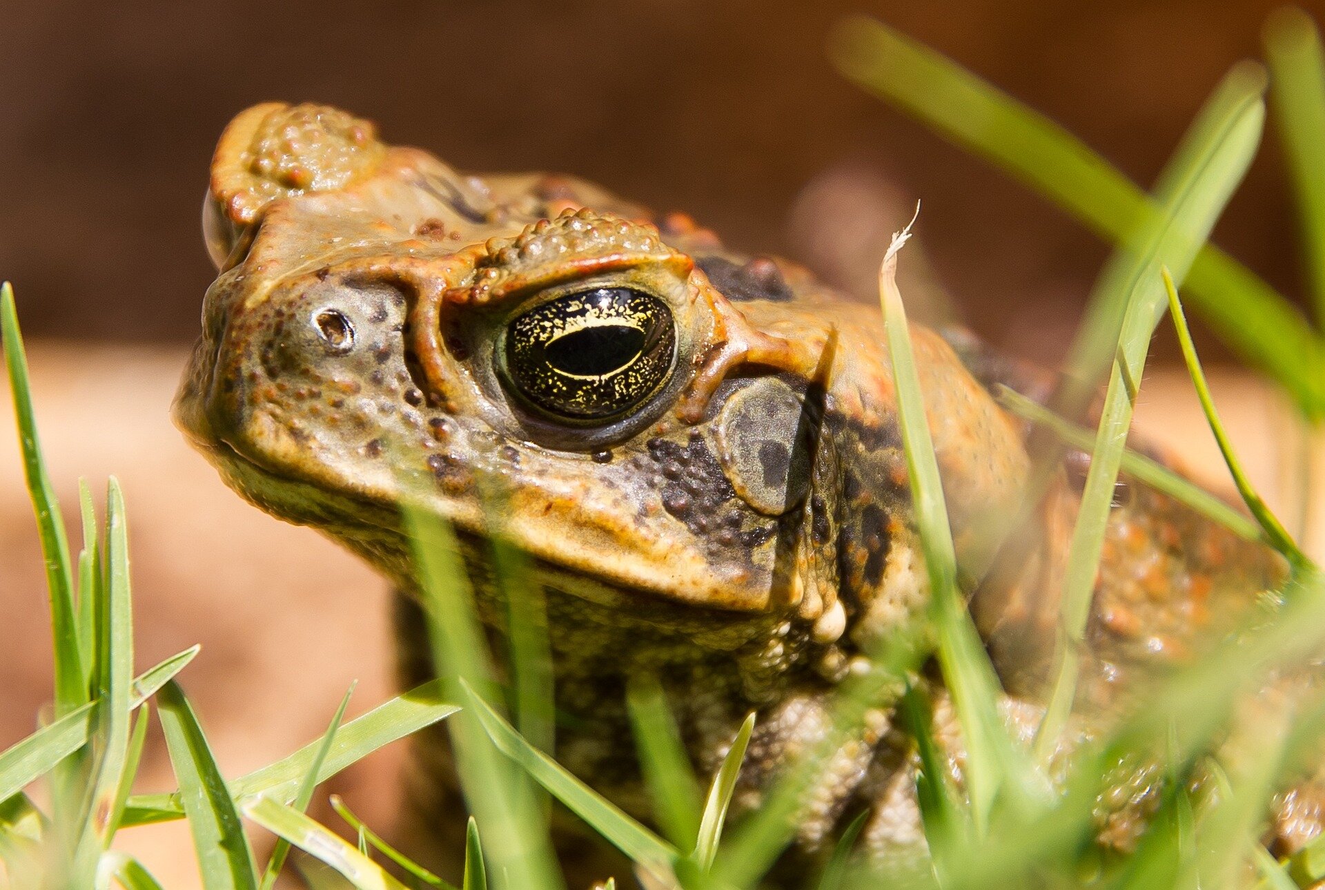 We can't eradicate deadly cane toads—but there's a way to stop them ...