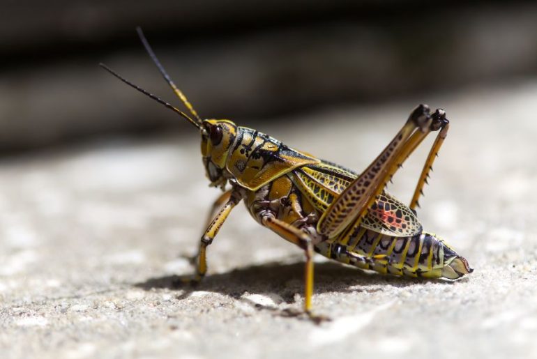 Locust