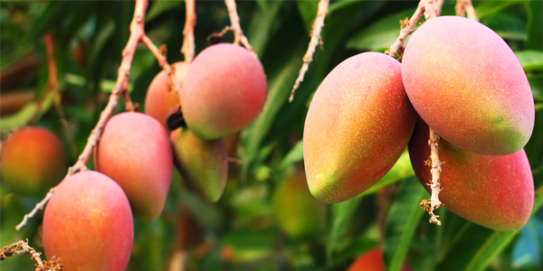 Mango | Secretaría de Agricultura y Desarrollo Rural