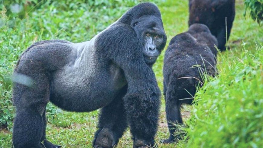 mountain gorillas in Volcanoes National Park, a stunning eco-tourist site