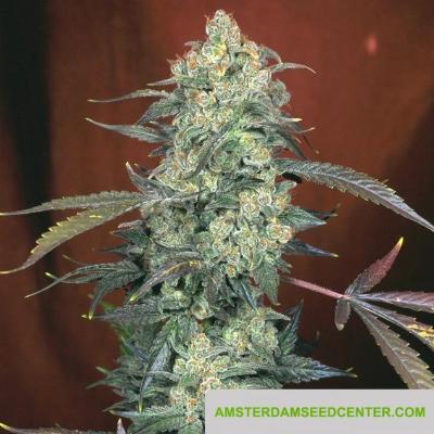 Image of AK-47 seeds