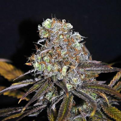 Image of CBD Critical Mass seeds