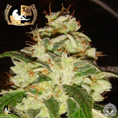 Image of KnightsBridge OG seeds