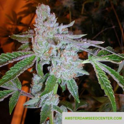 Image of Tahoe OG Kush seeds