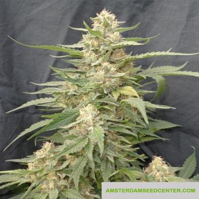 Image of TasteBud OG seeds