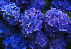 hydrangeas, blue, flowers